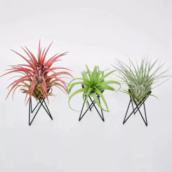 P82C Air Plant Holder Metal Flower Pot Stand Geometric Iron Tillandsia Holder Art Display Home Garden Ornaments