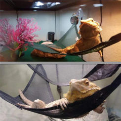 Reptile Hammock Lounger Ladder Accessories Set For Large Small Bearded Dragons Anole Geckos Lizards Or Snakes