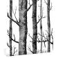 Black White Birch