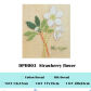 Strawberry flower