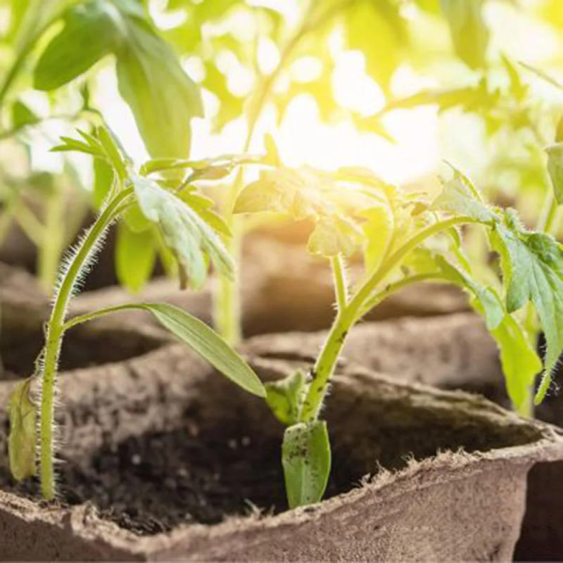 Description Picture 4 of item50 Pcs 6cm Garden Round Peat Pots Plant Seedling Starters Cups Nursery Herb Seed Tray Planting Tools Eco-friendly Biodegradable