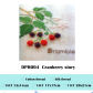 Cranberry story