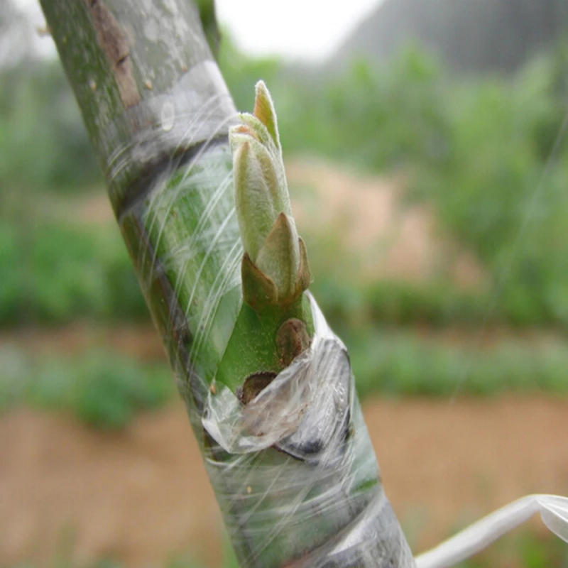 Description Picture 5 of itemWidth 3cm Parafilm Nursery Grafting Strechable Film Tape Garden Tree Plants Seedlings Supplies Eco-friendly PE Self-adhesive