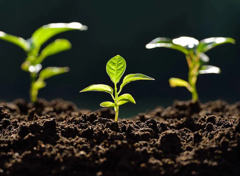 Description Picture 6 of itemVegetable/Flower/Plant Grow Bags 5/10 Gallon, Seedling Bag Thickened Non-Woven Grow Bags, Aeration Fabric Pots with Handles