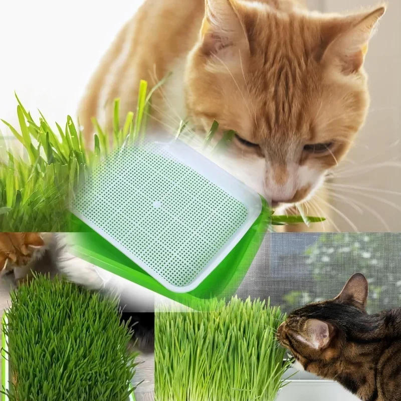 Description Picture 2 of item1set Sprouting Tray With Cover Pea Bean Wheat Seedling Germination Plate Cat Grass Wheatgrass Soilless Hydroponics Planting Pots