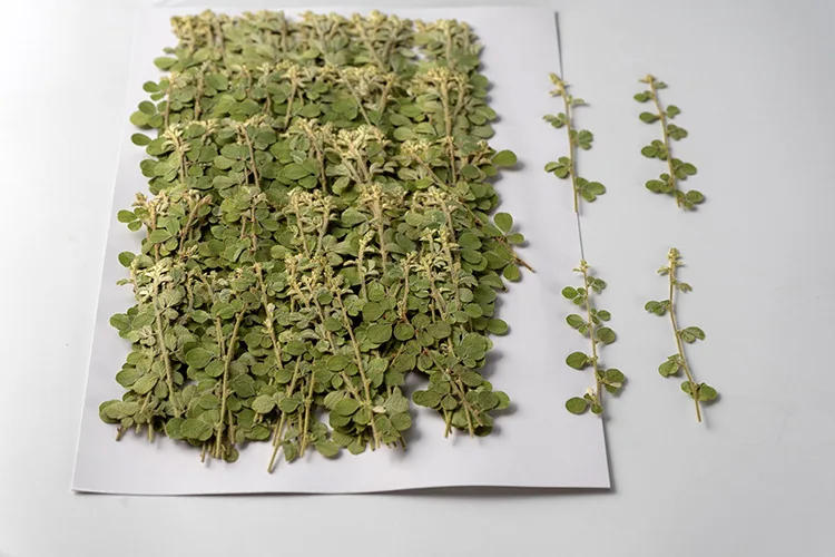 Description Picture 5 of item6-9cm/12pcs,Natural Real Pressed leaves,green Plant DIY Wedding invitations Craft Bookmark gift Card Scented candles decorations