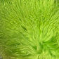 Bright Green