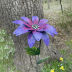 Slide image 374f5e86ec6c41759f521843d43c919e