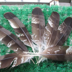 Perfect 10 pcs scarce natural eagle feathers Feathers long 25-30cm / 12-14 inches
