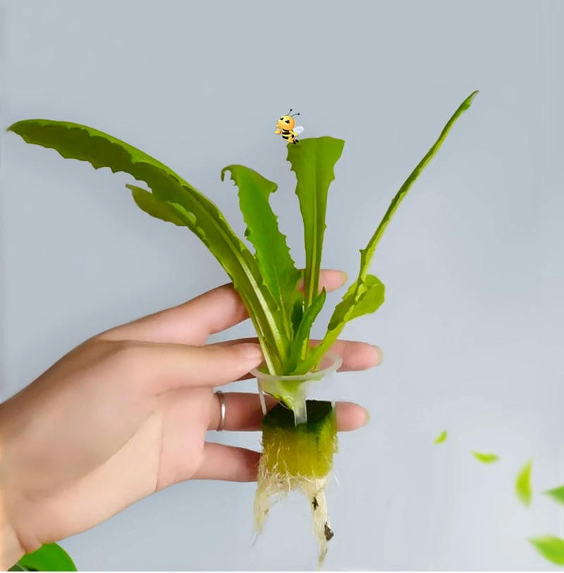 Description Picture 2 of item50Pcs Hydroponic Planting Basket Garden Vegetable Soilless Grow Mesh Pots Planter Multi-Size Hydroponic Nursery Cultivation Cup