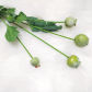 Four heads  green