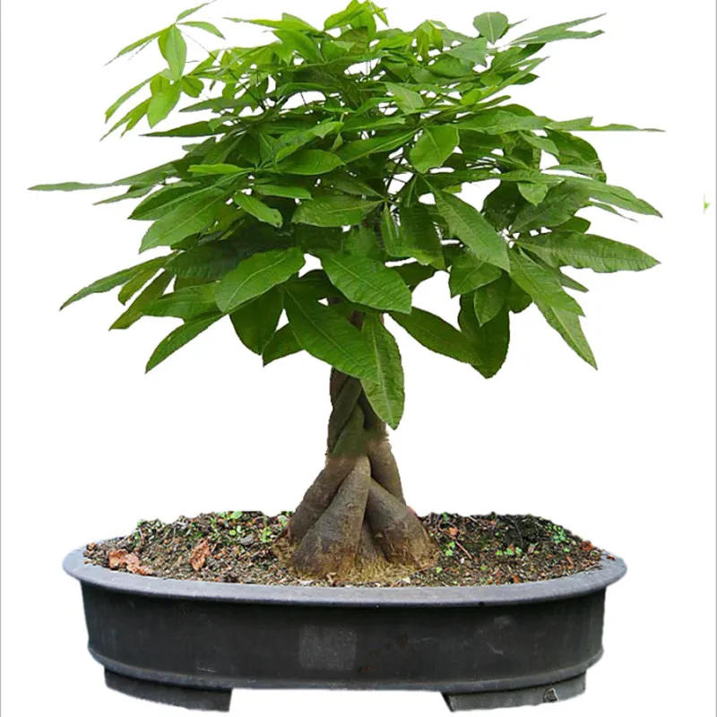 Description Picture 3 of itemNPK 15-15-15 compound fertilizer for Garden Fruit Trees & Vegetables