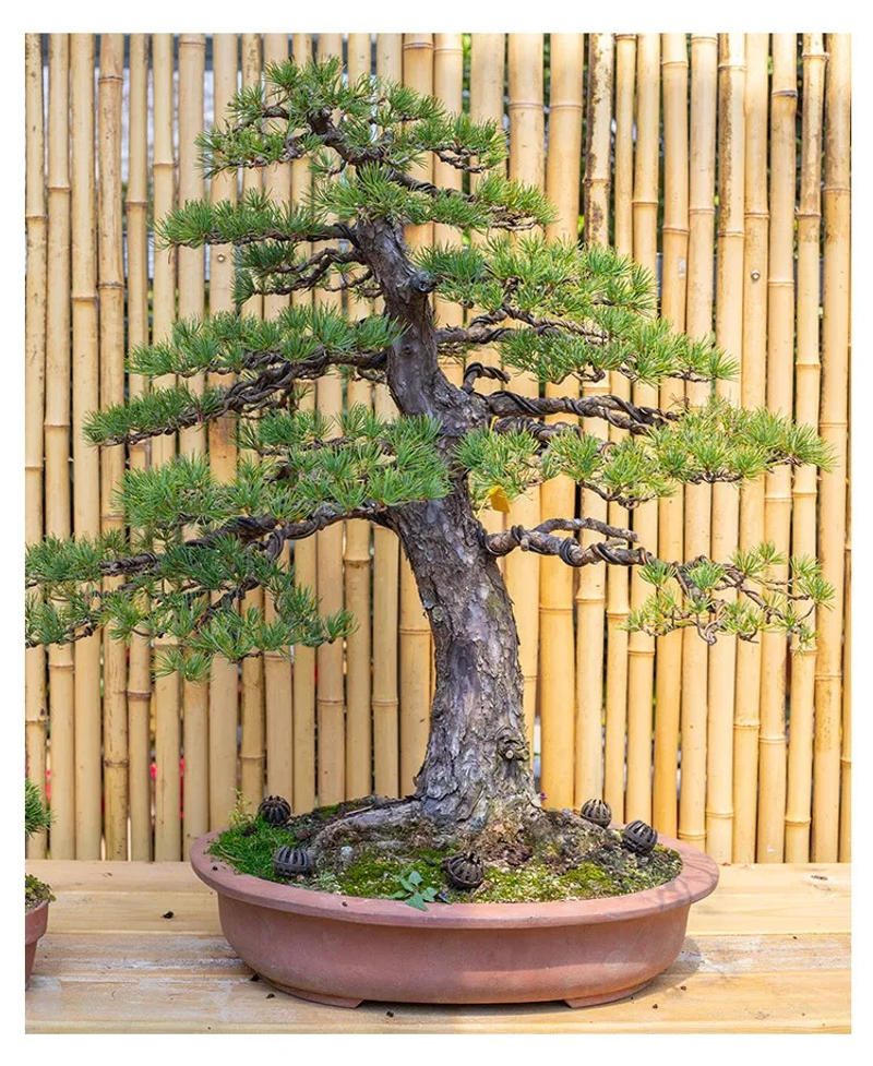 Description Picture 4 of item0.8mm 1mm 1.5mm 2mm 3mm 3.5mm Black Bonsai Wire Anodized Aluminum Bonsai Training Wire Garden DIY Tool for Plant Shapes