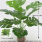 12 Branches Plant