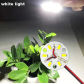 White Lights
