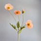 Mellow Apricot