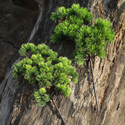 36cm Plastic Artificial Plant Fake Pine Branch For Personal Courtyard Shopping Center Family Wedding Party Decoration