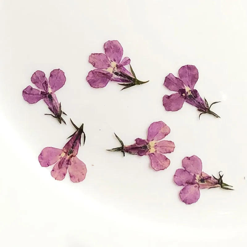 Description Picture 6 of item60pcs Pressed Dried Lobelia Erinus Flower Plant Herbarium For Jewelry Postcard Invitation Card Phone Case Bookmark Craft&Art