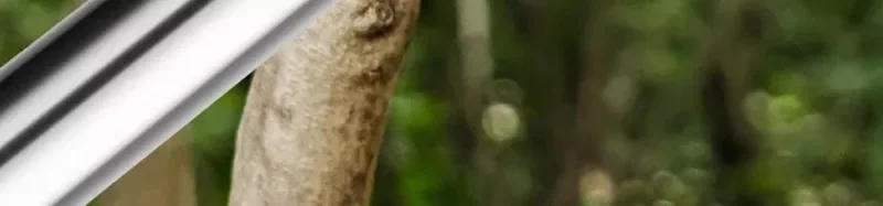 Description Picture 5 of itemProfessional Pruning Shears Stainless Steel Fruit Tree Stretch Scissors Garden Tool Vineyard Pruning Shears Garden Hand Tools