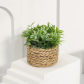 Plant 01