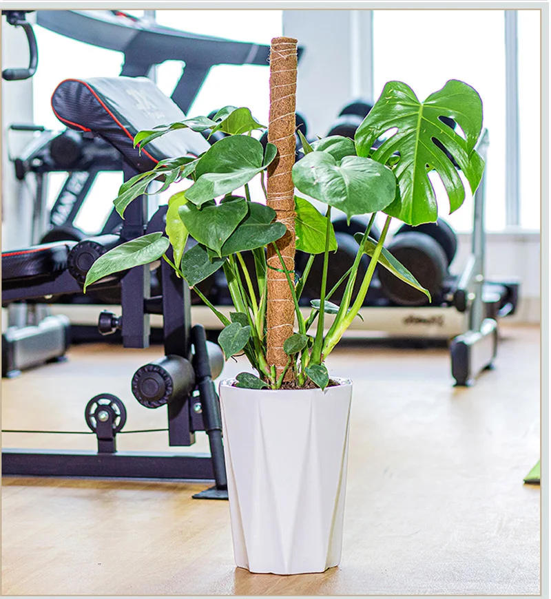 Description Picture 6 of item50cm Plant Climbing Coir Totem Pole Safe Gardening Coconut  Stick For Climbing Plants Vines And Creepers Plant Support