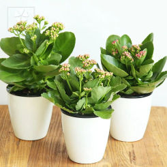 Automatic Resin Self Watering Office Desktop Decoration Home Decor Flower Pots Planter Plants Basket