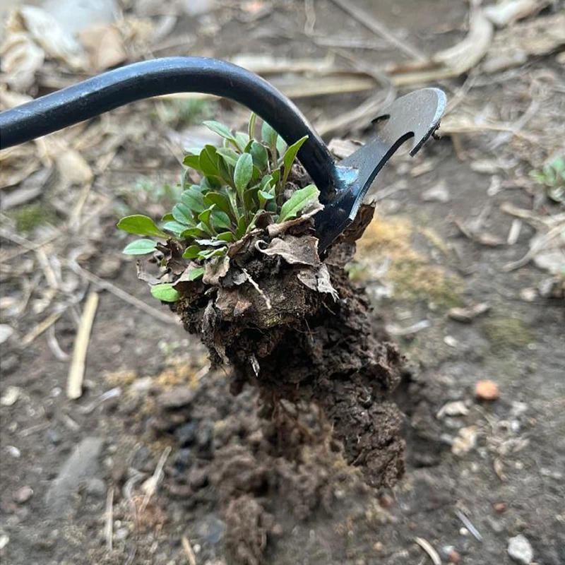 Description Picture 4 of item2 in 1 Garden Weeder Tools 4 Teeth Rake Manual Weed Grass Rooting Shovel Manganese Steel Loosening Soil Digging Garden Hand Tool