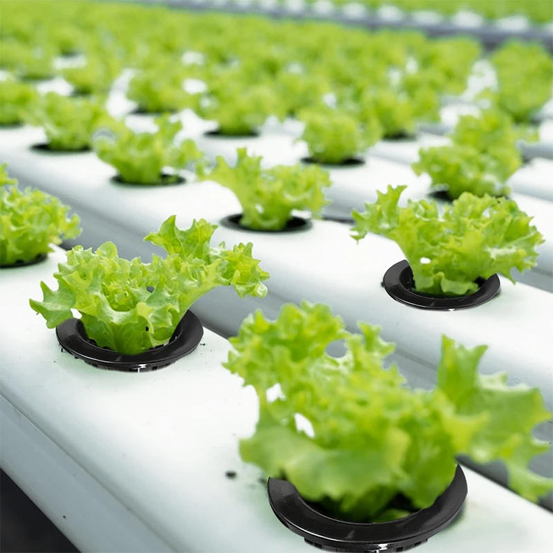 Description Picture 3 of itemHydroponics Net Cup Pots Plastic Nursery Aquaponics Growing Container Indoor Balcon Germination Seedlings Plants Accessories