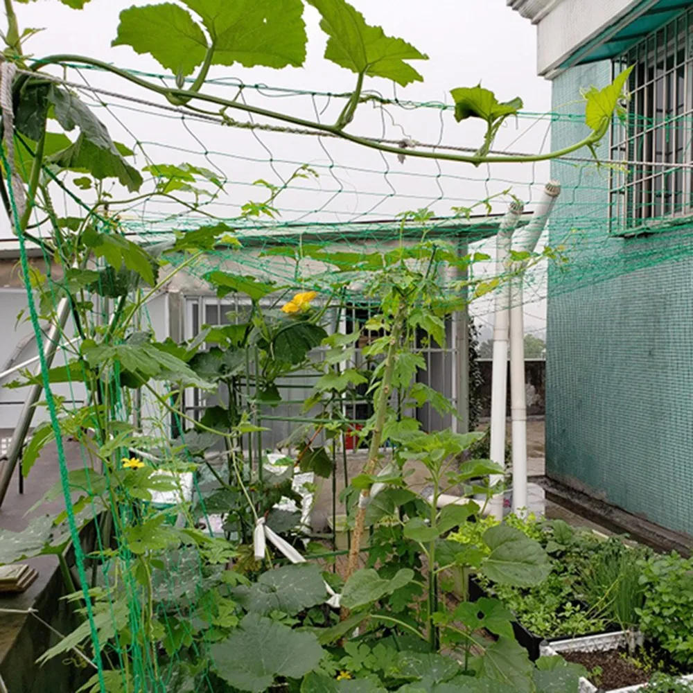 Description Picture 6 of item2022 Hi-quality Nylon Garden Netting Loofah Morning Glory Flowers Vine Plants Climbing Net Cucumber Vine Grow Holder Brackets