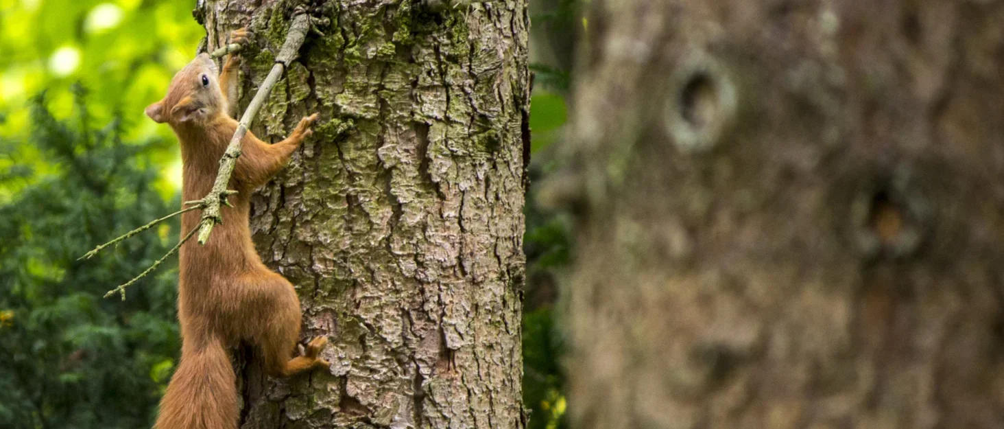 Description Picture 2 of itemOutdoor Tree Face Statues Old Man Tree Hugger Bark Ghost Face Decoration Funny Yard Art Tree Decor Outdoor Garden Creative Props