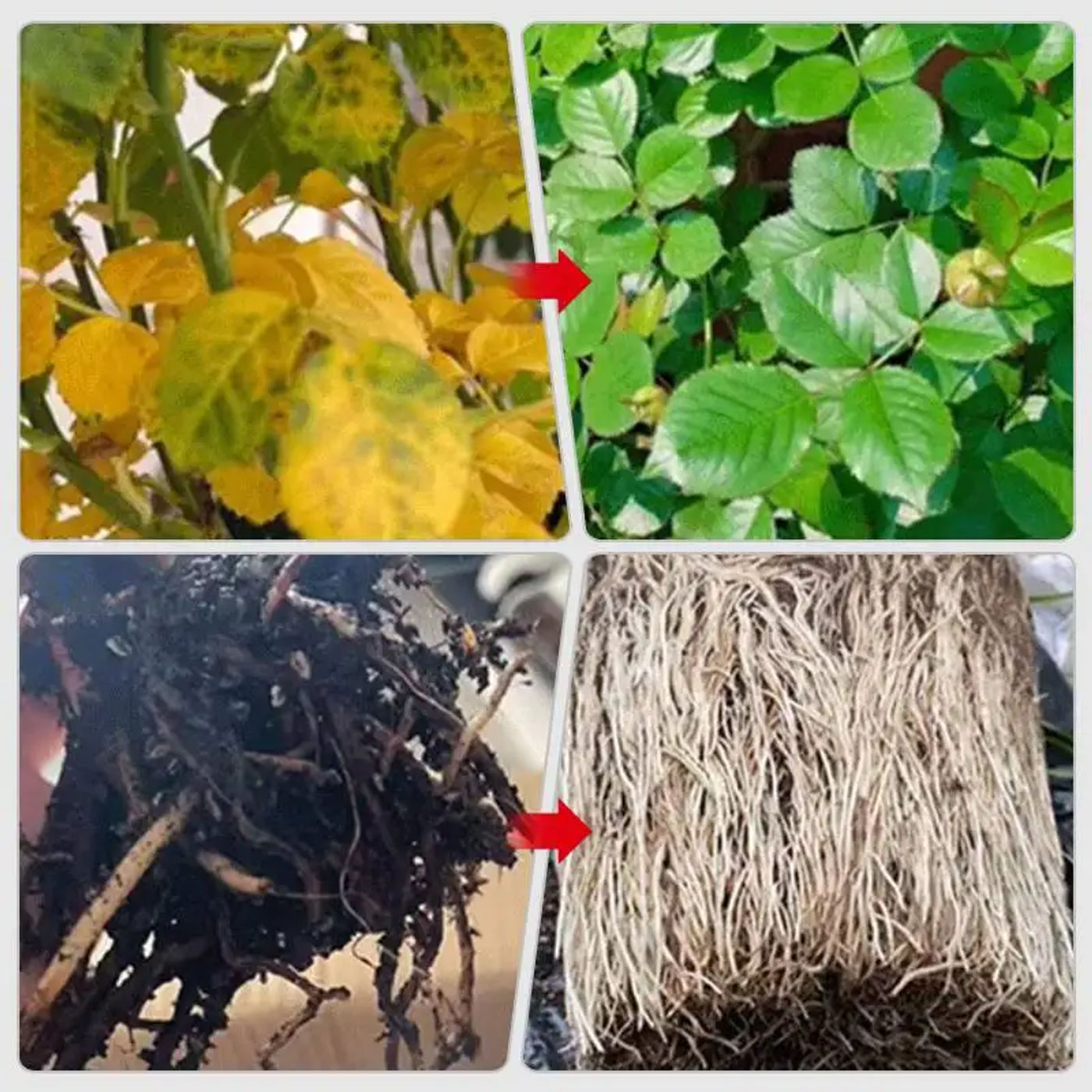 Description Picture 2 of itemLiquid Fertilizer Liquid Plant Food Plant Resurrection Fertilizer Flower Resurrection Liquid Food Natural Fast-Acting Solution
