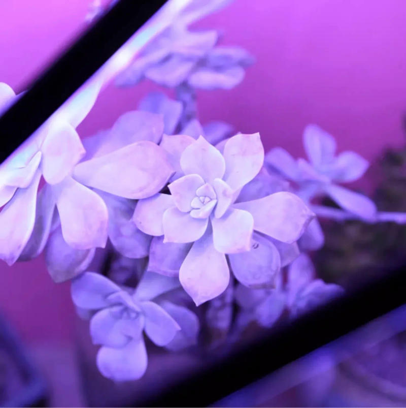 Description Picture 4 of itemUSB LED Grow Light Full Spectrum Phytolamp Grow Tent Phyto Lamp for Plants Seedling Flower Vegetable Indoor Grow Box Fitolampy