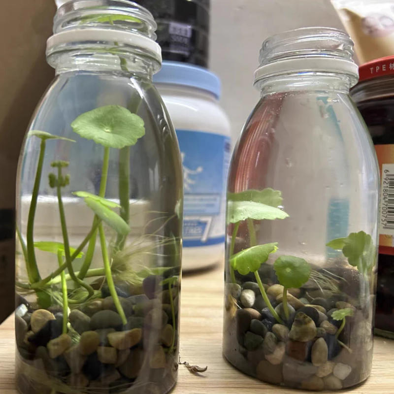 Description Picture 5 of item100g Small Parcels Pebbles Gardening Pots Decorate With Stones Fish Tank Stones