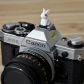 Short-eared rabbit A