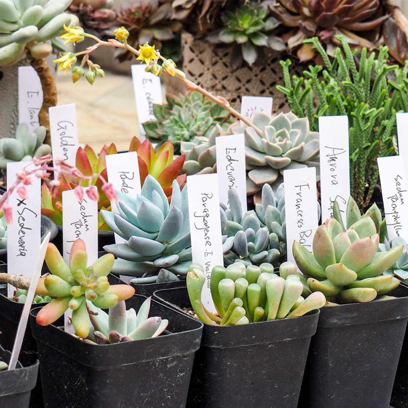 Description Picture 5 of item100pcs Plant Plastic Labels Garden Supplies Nursery Tray Markers Diy Garden Decorating Tools Flower Pots Landing Tags Markers