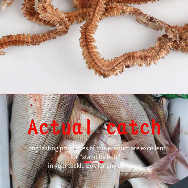 Description Picture 5 of item1 Bag 6-10g Natural Live Dry Sandworm Bait Freshwater Saltwater Rearing Catfish Fishy Smell Insect Soft Bait Natural Bait