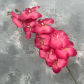 Rose Red