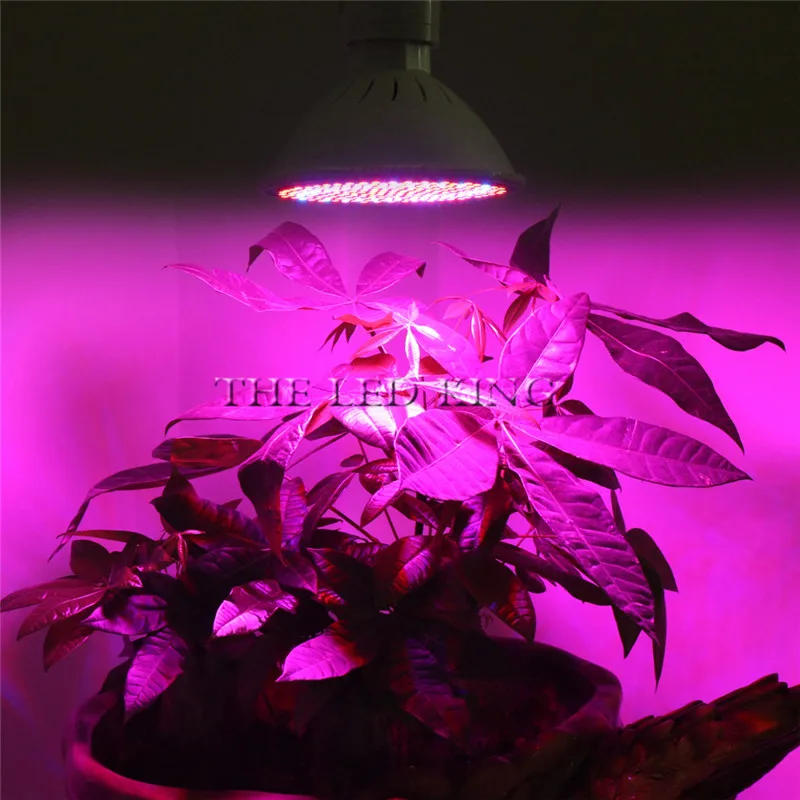 Description Picture 2 of itemPhyto Lamp Full Spectrum LED Grow Light E27 Plant Lamp Fitolamp For Indoor Seedlings Flower Fitolampy Grow Tent Box