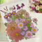 Purple Pink