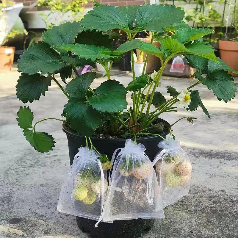 Description Picture 3 of itemPest Control Anti-Bird Garden Netting Bags Strawberry Grape Protection Sac Protection Fruit Sacs for Plantas Vegetable Grow Bags