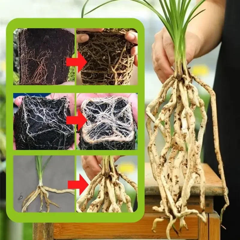Description Picture 2 of itemRapid Strong Rooting Fertilizer Plant Universal Rooting Agent Cuttings with Powerful Strong Rooting Powder Agent for Home Garden
