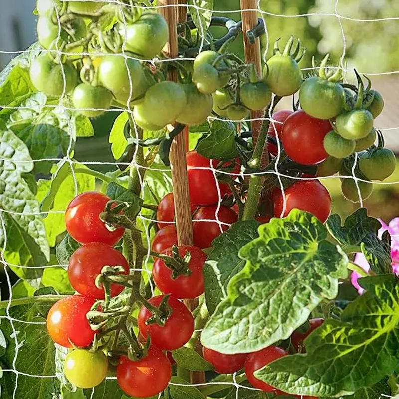 Description Picture 6 of itemGarden Trellis Netting White Abrasion Heavy Duty Polyester Climbing Net for Plants Tomato Outdoor Gardening Accessories