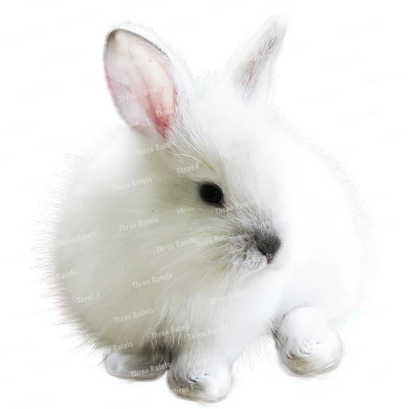 Description Picture 6 of itemThree Ratels CP4 Cute bunny animal cartoon sticker Bedroom wall sticker Toilet decal waterproof self-adhesive