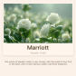 Marriott