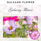 Galsang Flower