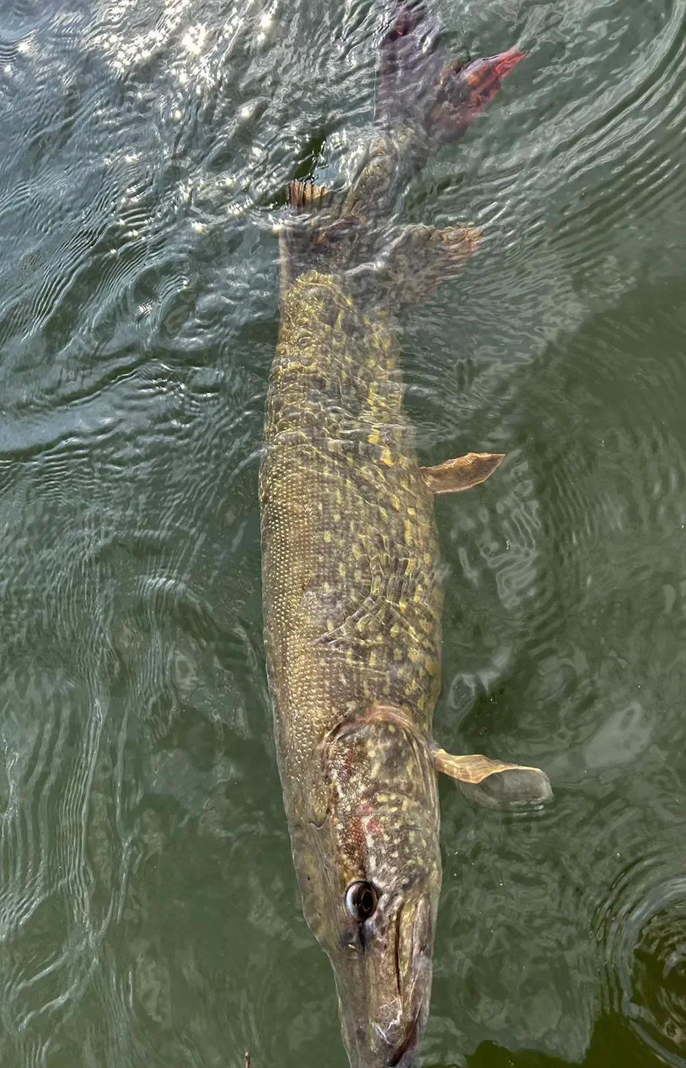 Description Picture 4 of item2024 Swimbaits 170mm 200mm Balam Fishing Lure Swimming Bait Jointed Floating Sinking Giant Hard Bait For Big Bait Bass Pike Lure