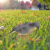 Slide image 0b8778b3473241549de5fdb8b655381f