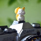 Hapless Squirrel