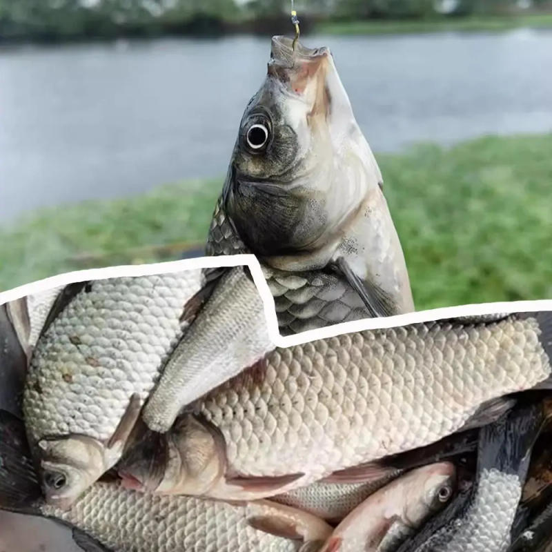 Description Picture 6 of item12Pcs/Pack Fishing Accessories High Carbon Steel Gold Fishing Hook Sharp Barbed Anti Slip Automatic Flip Fishhook Fishing Tackle