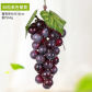 36Heads Grape Purple